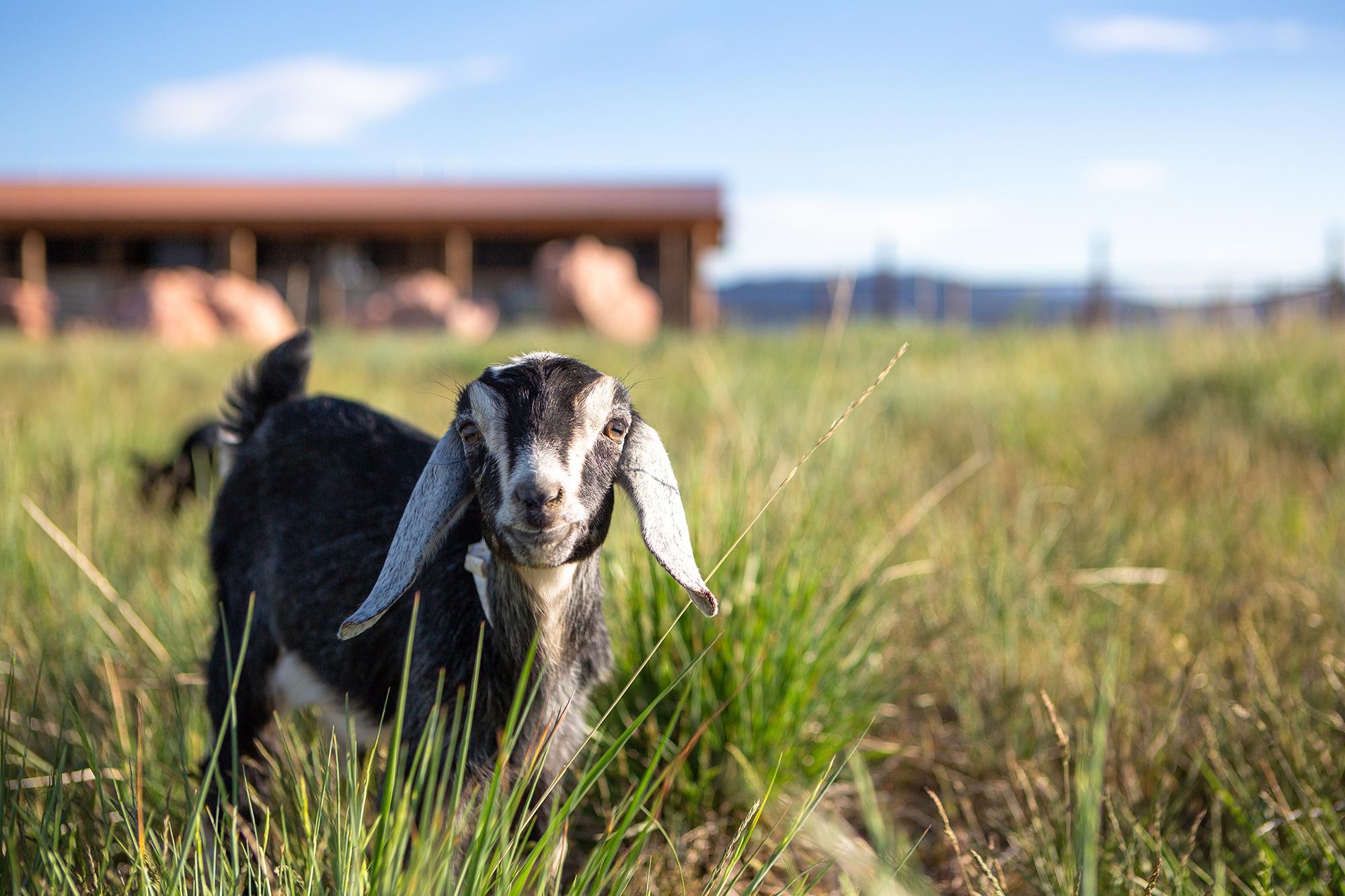 Goat kid